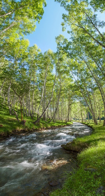 Vertical photo of a spring birch forest and a stream