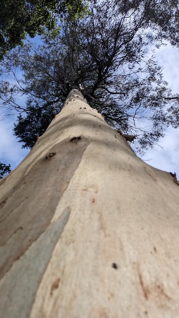 Vertical photo of a tall tree from bottom to top to the sky