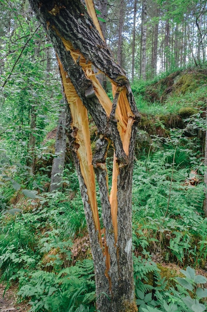 Vertical photo of a tree cleft. A cracked tree trunk. The consequences of lightning and hurricane.