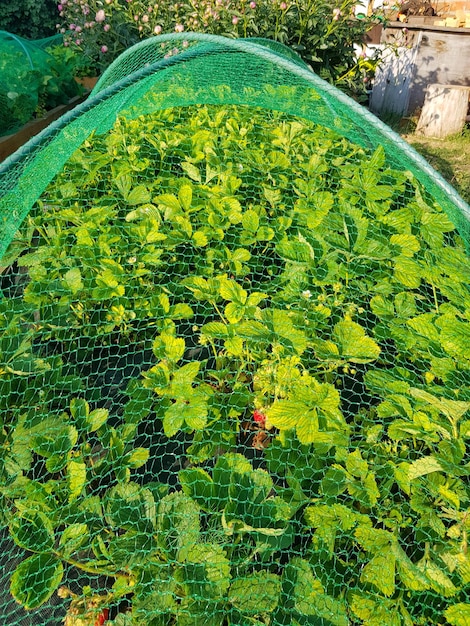 Vertical photo with raised beds with strawberries under a protective net from birds a summer rural