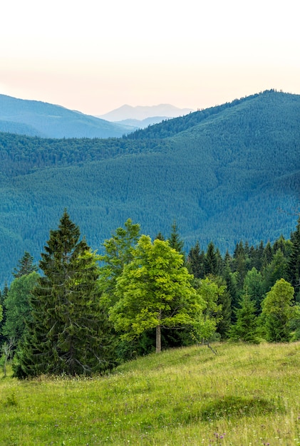 Vertical picture of beautiful green forest and blue mountains. Carpathian mountains at evening