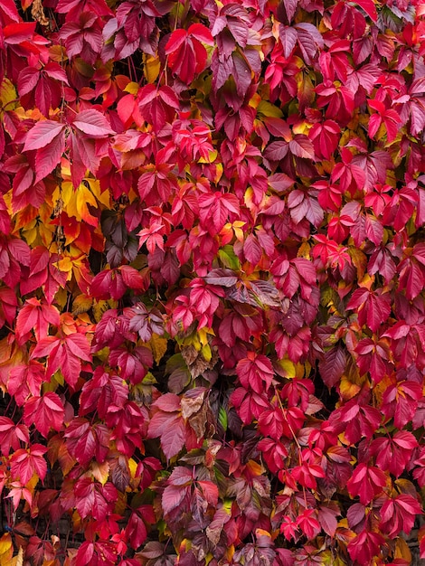 Vertical plant background: red and burgundy autumn ivy leaves on the wall in the park