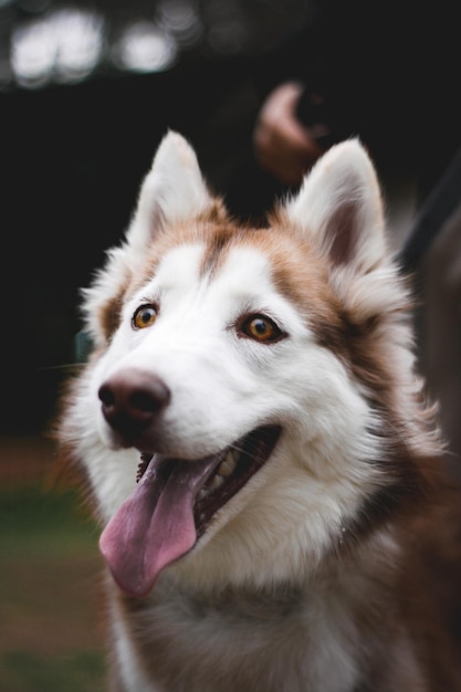 Vertical portrait of a Siberian Husky dog in the park