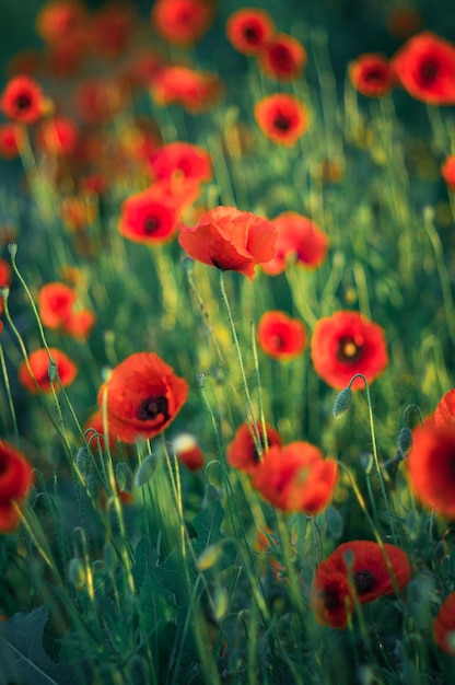 Vertical selective focus of red poppies on a field