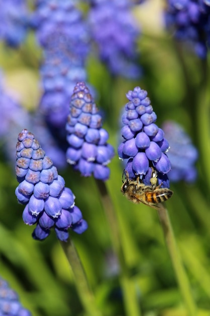 Vertical selective focus shot of a bee on blue Armenian Muscari plants