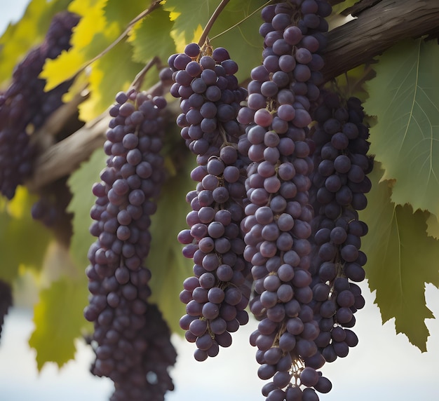 vertical selective focus shot of a purple grape crunch growing on the tree generative ai