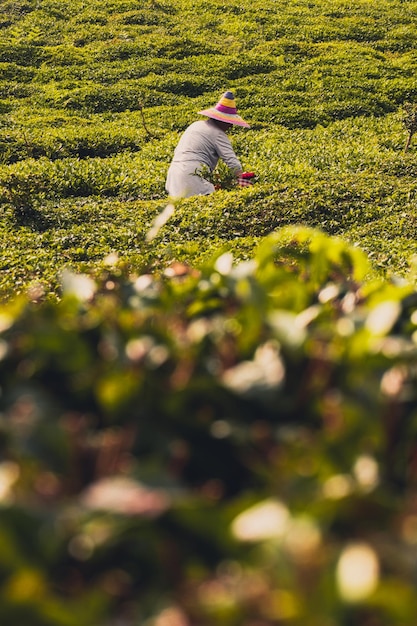 Vertical selective focus shot of a woman picking up organic tea leaves at a tea plantation