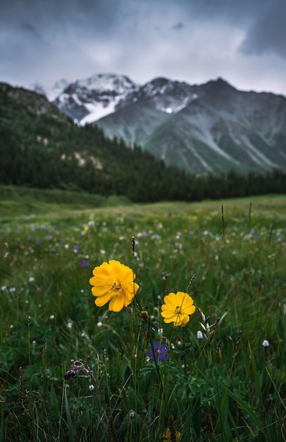 Vertical shallow focus shot of sulfur cosmos flowers (Cosmos sulphureus) in the field