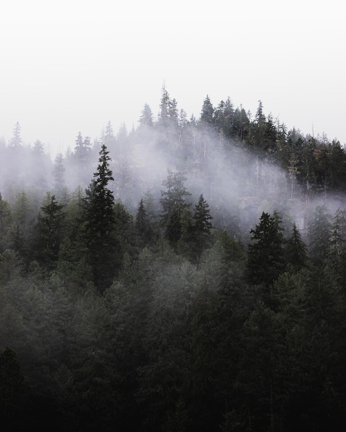 Vertical shot of a beautiful foggy forest in Whistler, British Columbia