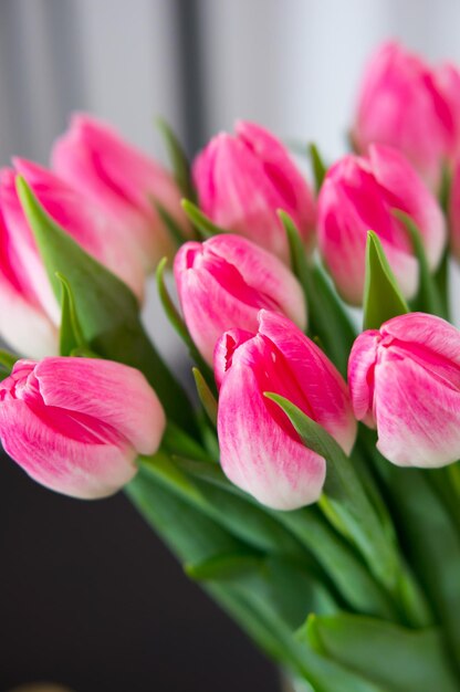 Vertical shot of beautiful pink tulips with green leaves