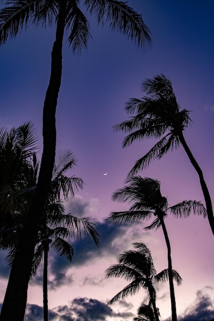 Vertical shot of a beautiful purple sunset with silhouettes of palm trees