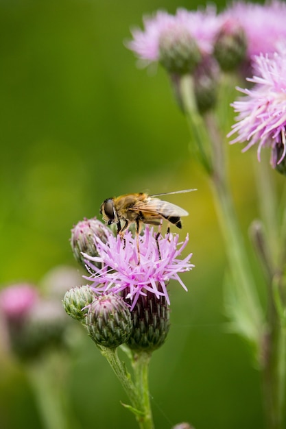 Vertical shot of a bee on knapweed in a field under the sunlight with a blurry