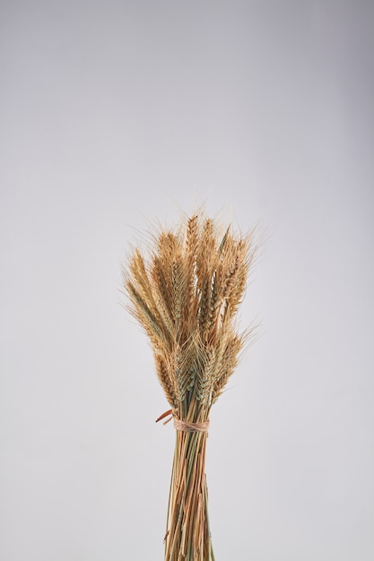 Vertical shot bouquet of ripe wheat spikelet ears