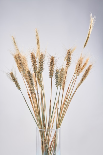 Vertical shot bouquet of wheat or rye ears in the glass vase