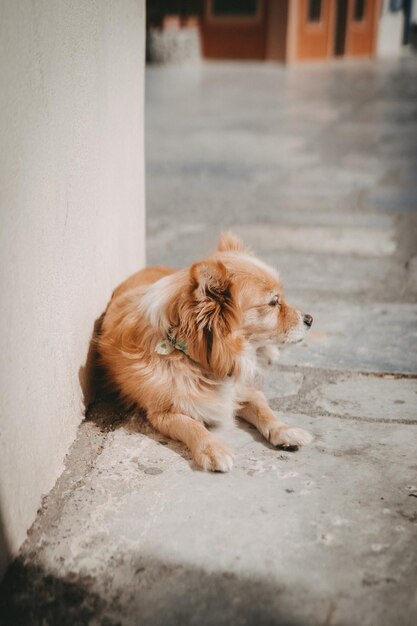 Vertical shot of a brown dog resting on the pavement