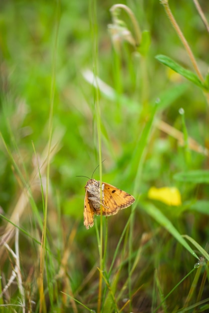 Vertical shot of a Burnet companion standing on the grass in a field under the sunlight