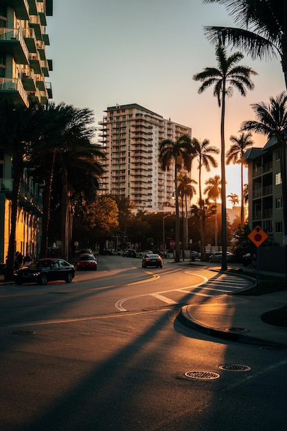 Vertical shot of cars, palms on the streets, and buildings during