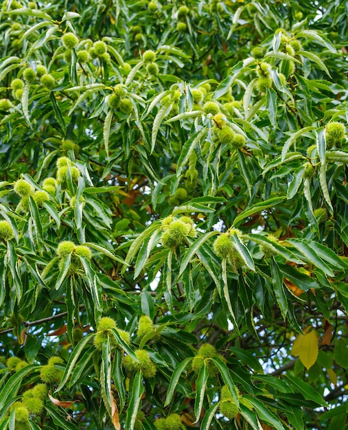 Vertical shot of Chinese chestnut, Castanea mollissima