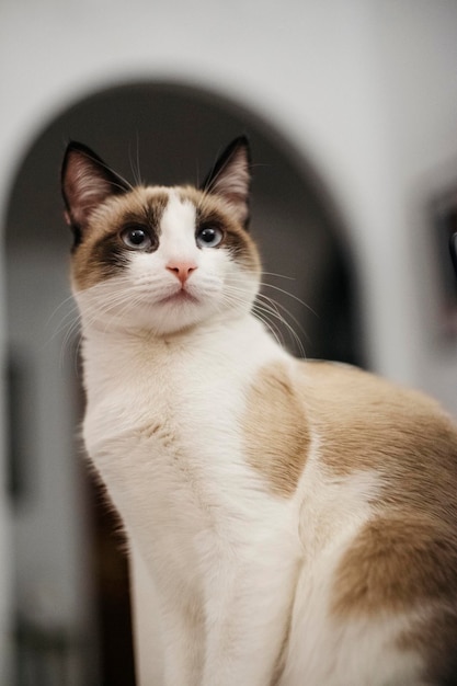 Vertical shot of a cute brown and white cat with blue eyes looking away