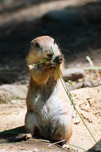 Vertical shot of a cute prairie dog eating a plant on a blurred background