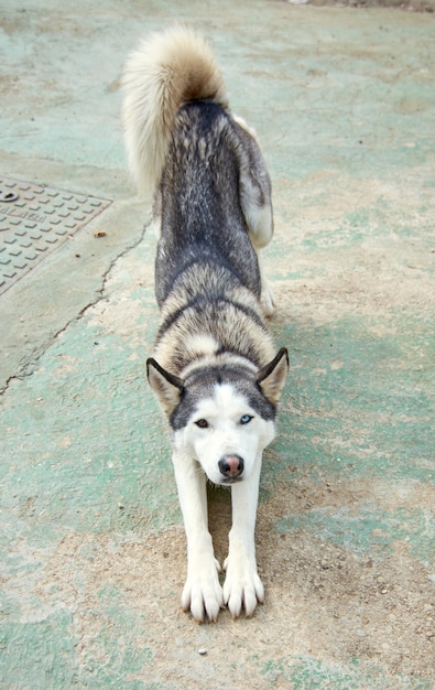 Vertical shot of a cute Siberian Husky lying outdoor