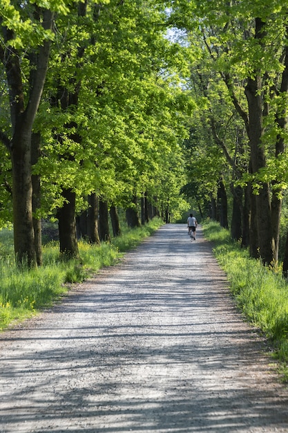 Vertical shot of a cyclist riding on a narrow road lined with green trees