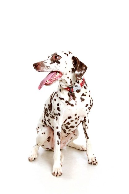 Vertical shot of a dalmatian dog sitting with a white wall