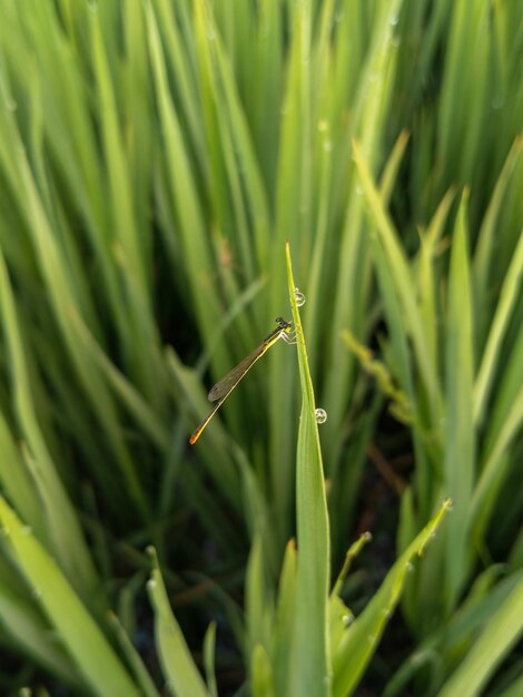 Vertical shot of a Damselfly sitting on a grass surface