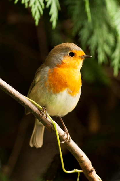 Vertical shot of a European robin bird perched outdoors