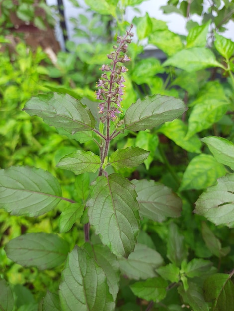 Vertical shot f a holy basil plant growing at a garden