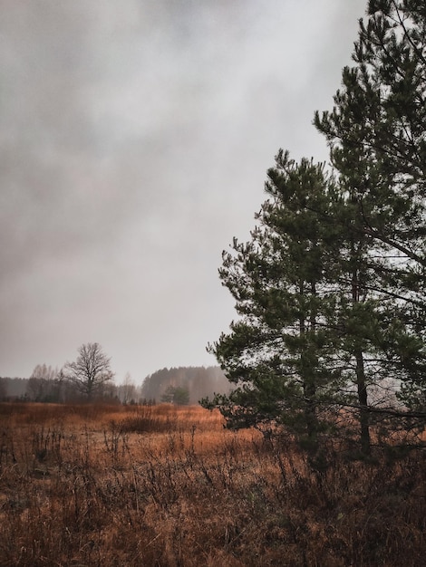 Vertical shot of the field against the cloudy gloomy sky after the rain