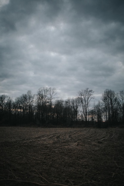 Photo vertical shot of a field and forest with dry trees under the cloudy sky