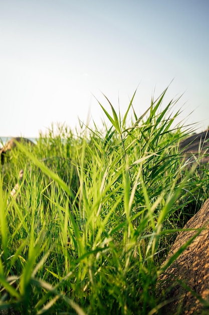 Vertical shot of a field of grass by the sea at sunset