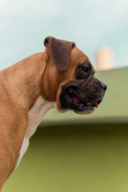 Vertical shot of a German boxer dog against a blurred background