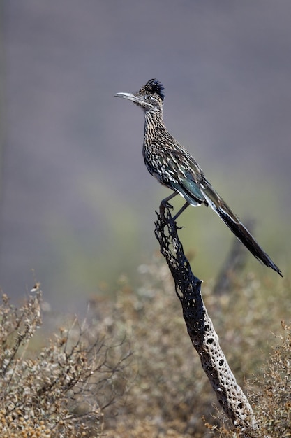 Vertical shot of a Greater roadrunner perched on a branch