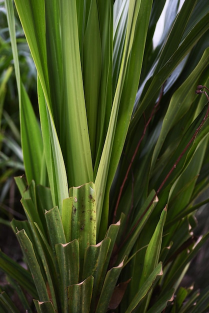 Vertical shot of green cabbage tree leaves on a blurred background