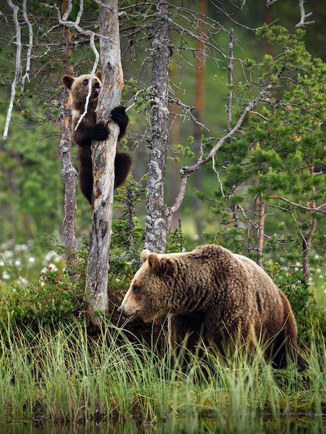 Vertical shot of a green forest with grizzly bears and cubs in Finland during daylight