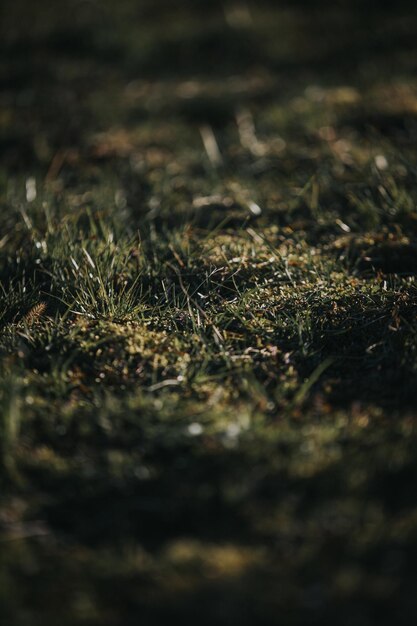 Photo vertical shot of green grass under sunlight