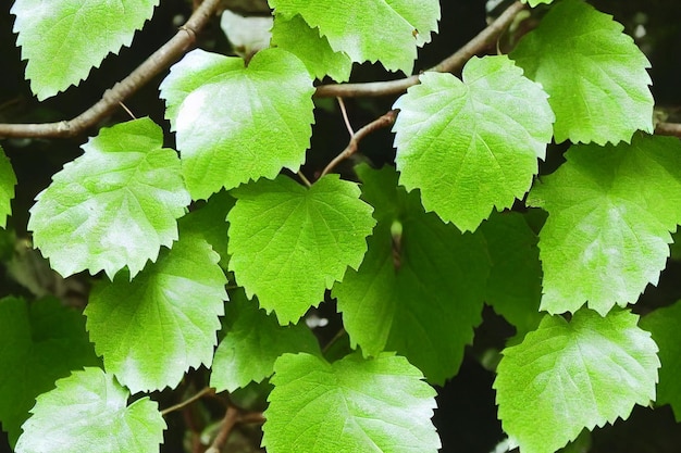 Vertical shot of Green leafs seamless textile pattern 3d illustrated