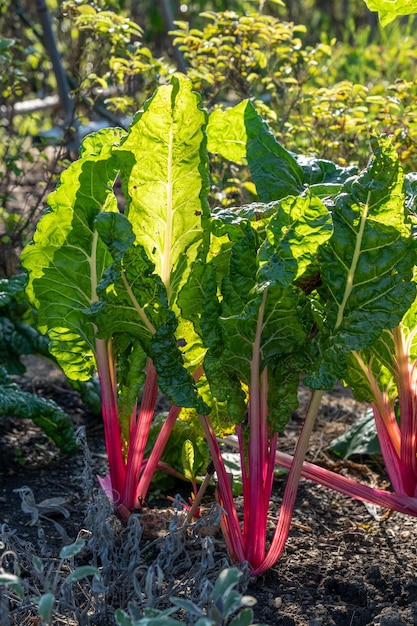 Vertical shot of growing chards in a farm