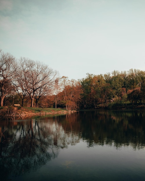 Vertical shot of a lake in a forest on a foggy day in autumn