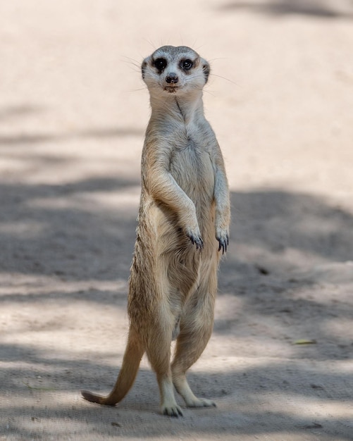 Vertical shot of a meerkat