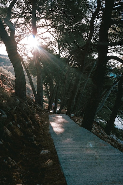 Vertical shot of a narrow paved road in the forest with sunlight through dense trees