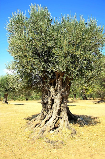 Vertical shot of an old olive tree Island of Naxos in Greece against a blue sunny sky