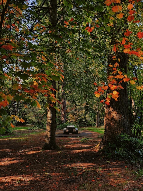 Vertical shot of a pathway surrounded by beautiful autumn trees in Central Park, Burnaby, Canada