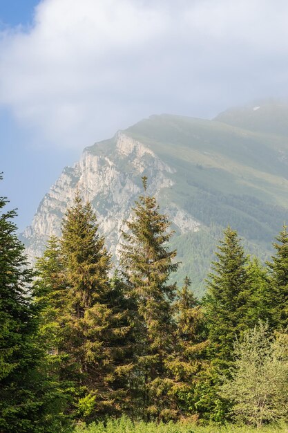 Vertical shot of perfectly slender spruce trees against the backdrop of steep cliffs of Monte Baldo