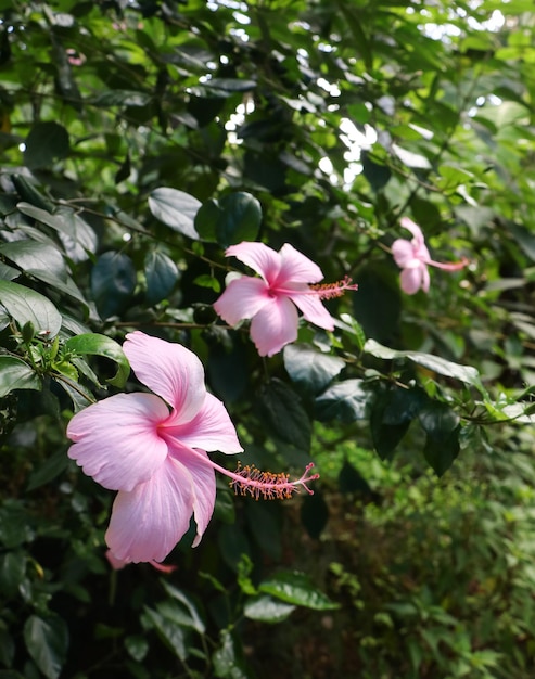 Vertical shot of pink hibiscus on green background