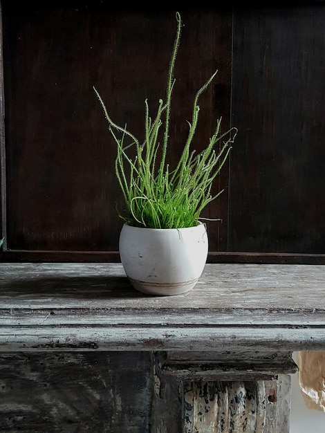 Vertical shot of a plant in a white flower pot on an old wooden table