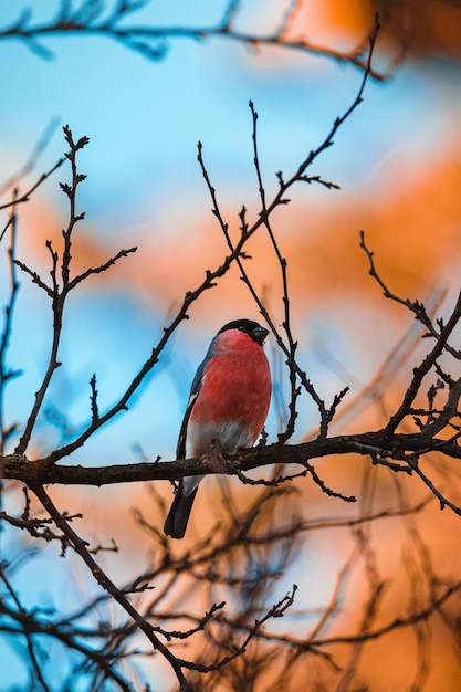 Vertical shot of a pyrrhula griseiventris perched on a tree branch during the sunset in the evening