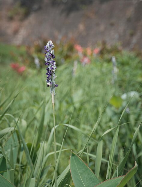 Vertical shot of a Schizonepeta herb growing in a green field